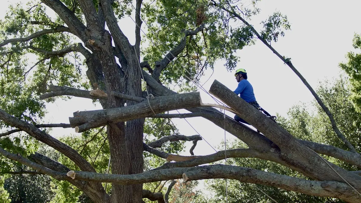 Professional Crown Thinning performed by certified arborists in Calais