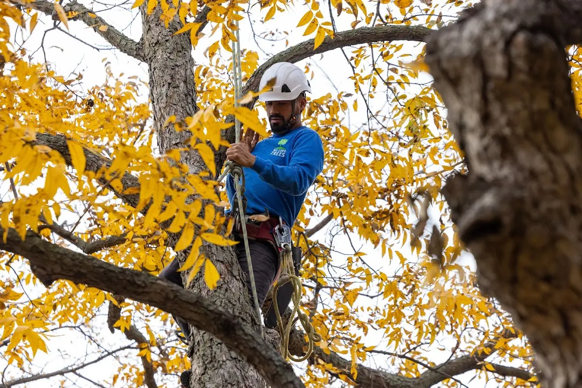 Skilled Tree Planing crew working in Calais