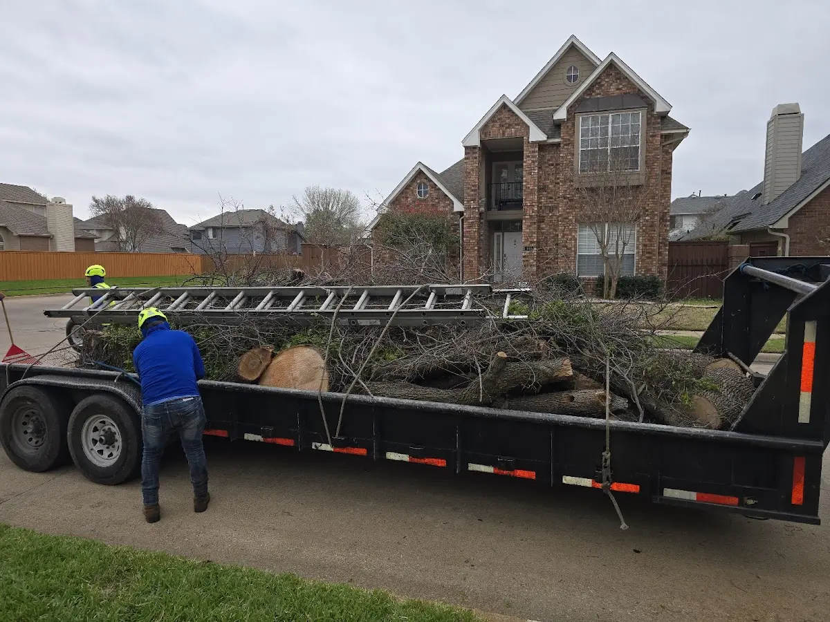Expert Tree Fertilization with proper safety equipment in Calais